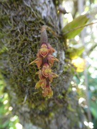Bulbophyllum bernadetteae . orchidaceae . endémique Réunion P1500495