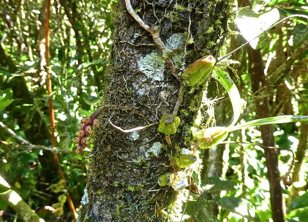 Bulbophyllum bernadetteae .orchidaceae . endémique Réunion P1500493
