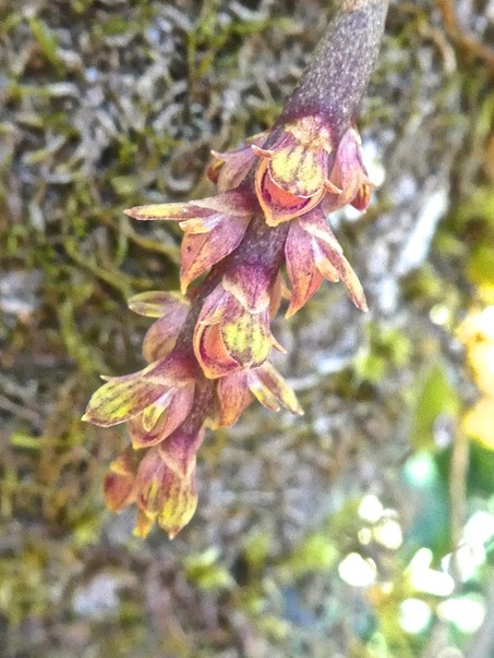 Bulbophyllum bernadetteae .orchidaceae . endémique Réunion P1500490