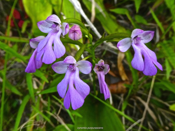 Cynorkis purpurascens . orchidaceae P1500005