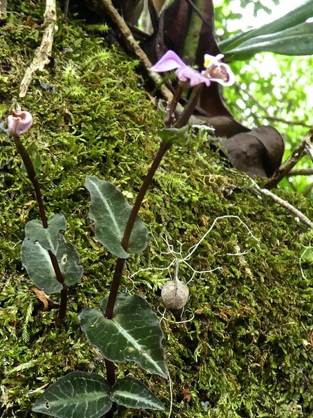 Disperis cordata .orchidaceae P1500284