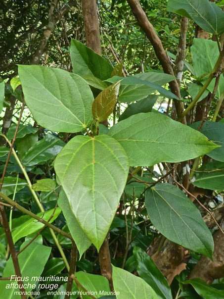 Ficus mauritiana . affouche rouge P1500030