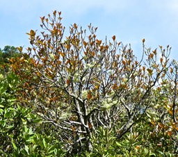 Ficus mauritiana . figuier rouge . moraceae . endémique Réunion Maurice P1500039