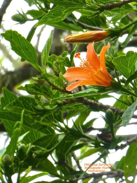 Hibiscus boryanus .foulsapate marron P1500232