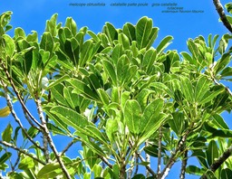 Melicope obtusifolia  . catafaille patte poule . gros catafaille P1500179 