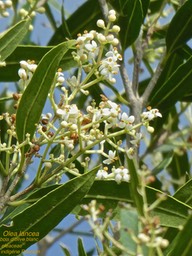 Olea lancea . Bois d'olive blanc P1500058