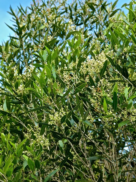 Olea lancea . bois d'olive blanc . oleaceae . indigène Réunion P1500049