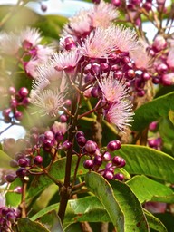 Syzygium cymosum .bois de pomme rouge . myrtaceae . endémique Réunion Maurice P1500012