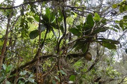 Badula borbonica  var macrophylla. ? Bois de savon .primulaceae. Endémique Réunion