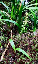 Benthamia latifolia.orchidaceae.endémique Réunion Maurice. (1)