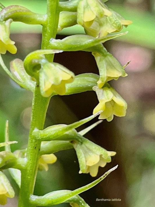 Benthamia latifolia.orchidaceae.endémique Réunion Maurice.