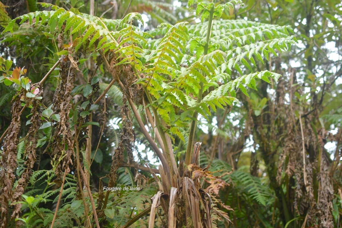 Blotiella pubescens Fougere de laine Denns taedtiaceae Indigène La Réunion 6366