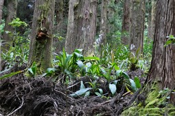 Calanthe sylvatica orchidaceae.Indigène Réunion