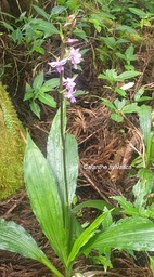 Calanthe sylvatica Orchidaceae  Indigène La Réunion 1731