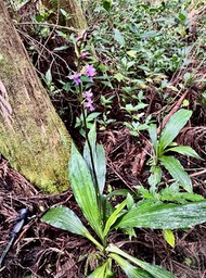 Calanthe sylvatica orchidaceae.Indigène Réunion Calanthe sylvatica orchidaceae.Indigène Réunion