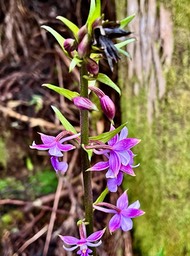 Calanthe sylvatica orchidaceae.Indigène Réunion Calanthe sylvatica orchidaceae.Indigène Réunion