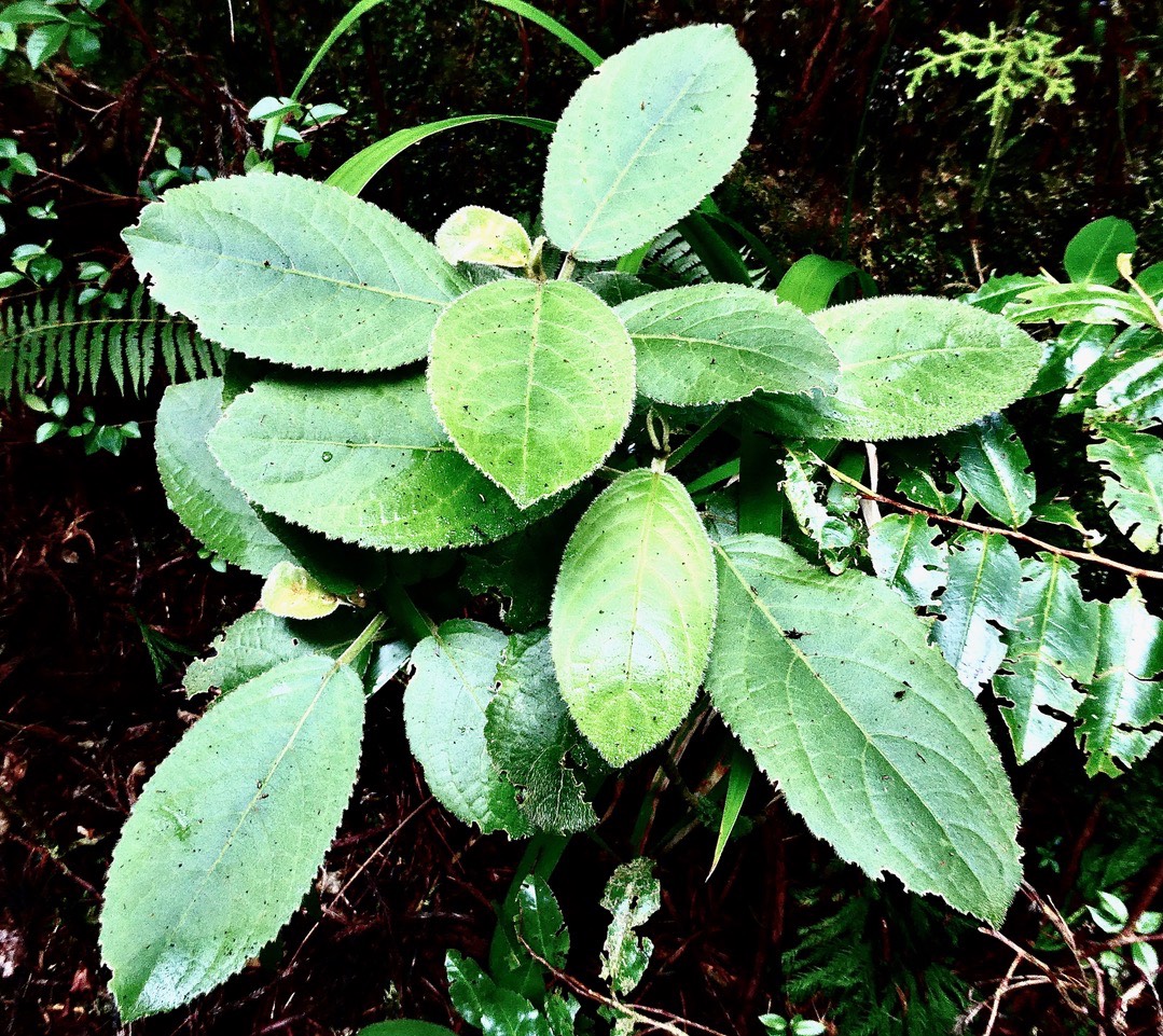 Claoxylon dolichostachyum.euphorbiaceae.endémique Réunion.