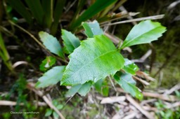 Claoxylon racemiflorum.grand bois cassant.euphorbiaceae;endémique Réunion.