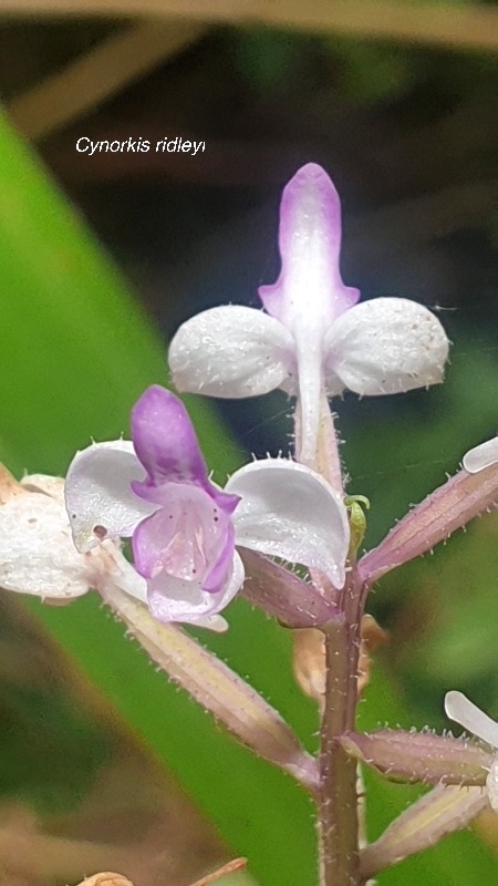 Cynorkis ridleyi Orchidaceae  Indigène La Réunion 228