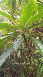 Forgesia racemosa Bois de Laurent Martin Escalloniaceae Endémique La Réunion 333