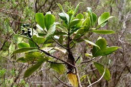 Gaertnera vaginata  Losto café  rubiaceae.endémique  Réunion