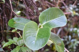 Geniostoma_borbonicum-Bois de piment-LOGONIACEAE-Endemique_Reunion_Maurice-MB3_0468
