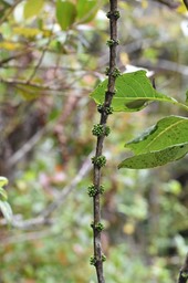 Geniostoma_borbonicum-Bois de piment-LOGONIACEAE-Endemique_Reunion_Maurice-MB3_0527