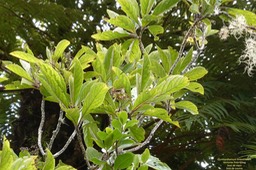 Gymnanthemum fimbrilliferum  (ex Vernonia fimbrillifera )Bois de source.bois de sapo.asteraceae. endémique Réunion. 