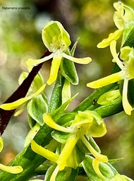 Habenaria praealta .orchidaceae.endémique Mascareignes Madagascar.