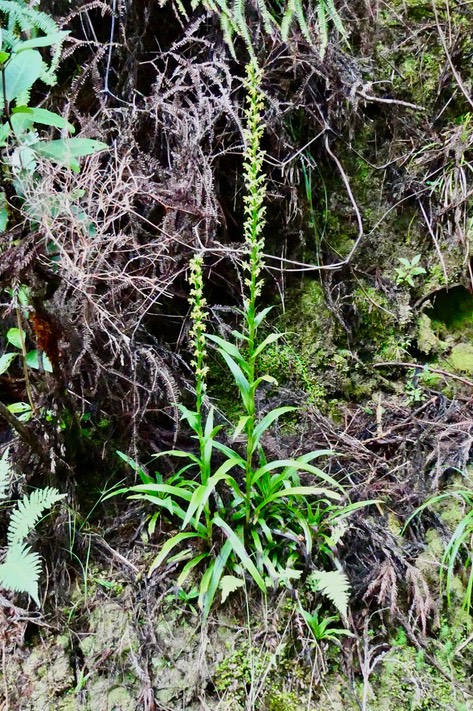 Habenaria praealta .orchidaceae.endémique Mascareignes Madagascar. (1)