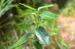 Melicope obscura Bois de catafaille Ru taceae Endémique La Réunion 6347