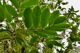 Polyscias repanda ?  Bois de papaye. araliaceae.endémique Réunion.