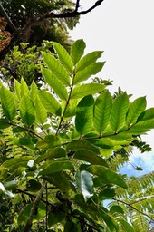 Polyscias repanda  ? Bois de papaye. araliaceae.endémique Réunion.