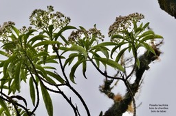 Psiadia laurifolia  Bois de tabac.Bois  de  chenilles .Asteraceae.endémique Réunion. (1)
