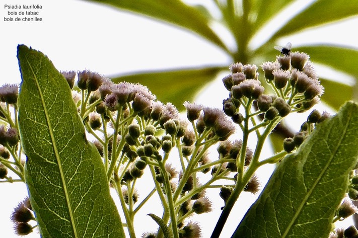 Psiadia laurifolia  Bois de tabac.Bois  de  chenilles .Asteraceae.endémique Réunion.