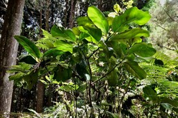 Tambourissa crassa.bois de bombarde;bois de bombarde à grandes feuilles monimiaceae.endémique Réunion