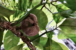 Tambourissa crassa.bois de bombarde;bois de bombarde à grandes feuilles ( fruit ) monimiaceae.endémique Réunion (1)