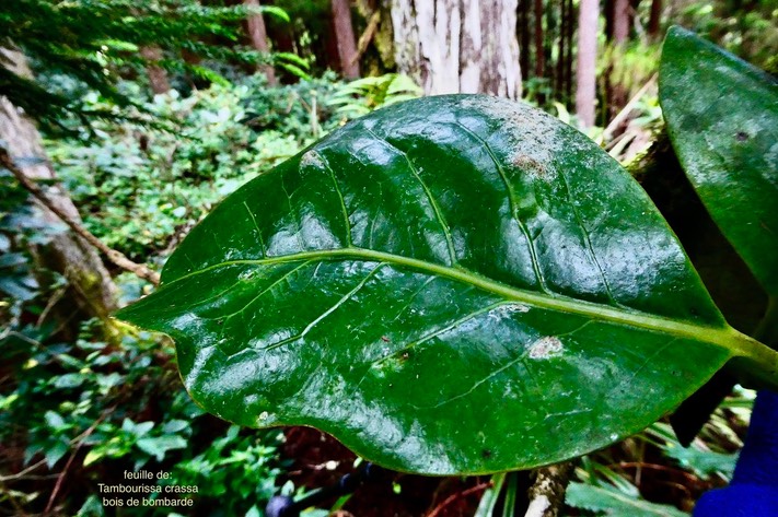 Tambourissa crassa.bois de bombarde;bois de bombarde à grandes feuilles( feuille ) monimiaceae.endémique Réunion (2)