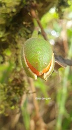 Turraea cadetii Bois de quivi Meliaceae Endémique La Réunion 921