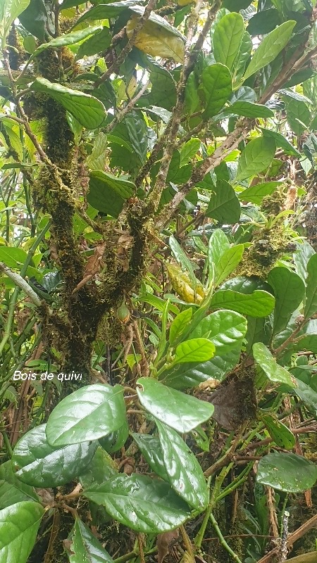 Turraea cadetii bois de quivi Meliaceae Endémique La Réunion 940