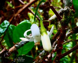 Turraea cadetii.bois de quivi.( fleur et bouton floral )meliaceae.endémique Réunion.