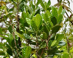 Turraea cadetii.bois de quivi.meliaceae.endémique Réunion.