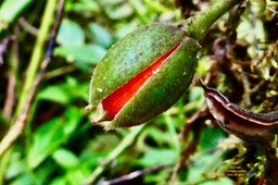 Turraea cadetii.bois de quivi. (fruit )meliaceae.endémique Réunion.