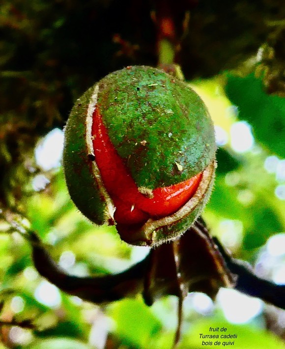 Turraea cadetii.bois de quivi.( fruit ouvert . on voit l'arille rouge )meliaceae.endémique Réunion. (1)
