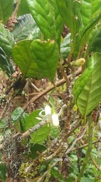Turrea cadetii Bois de quivi Meliaceae Endémique La Réunion 853-1