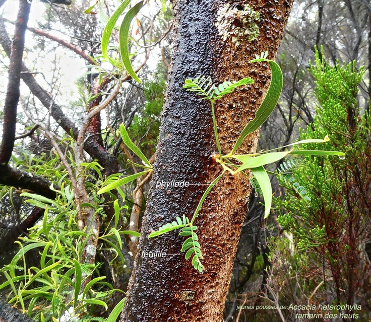 Acacia heterophylla. tamarin des hauts.((jeunes pousses )fabaceae.endémique Réunion.P1023327
