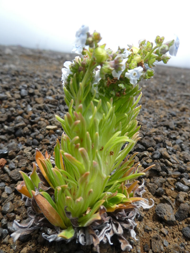 Cynoglossum borbonicum - (Balai de sorcière) Myosotis de Bourbon - BORAGINACEAE - Endémique Réunion - P1030219