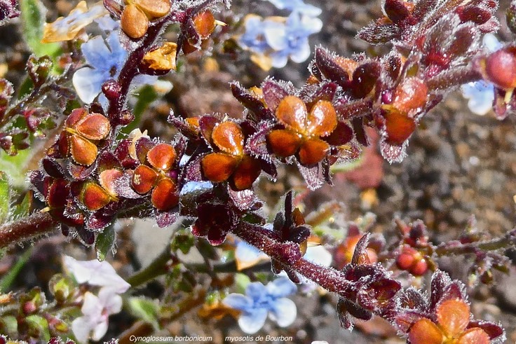 Cynoglossum borbonicum. myosotis de Bourbon.( fruits ) boraginaceae.endémique Réunion. P1023253