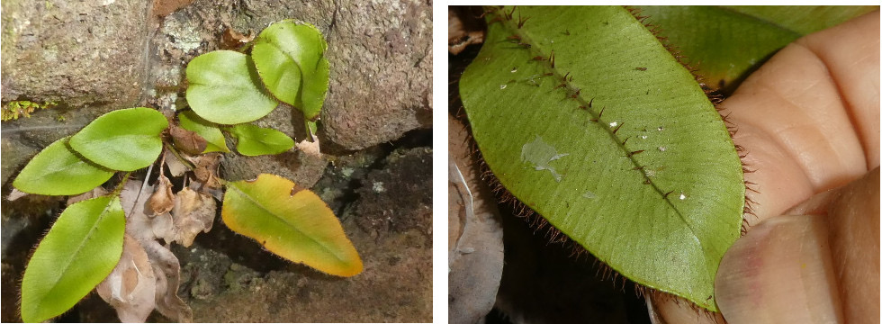 Elaphoglossum hybridum var vulcani - DRYOPTERIDACEAE - Indigène Réunion