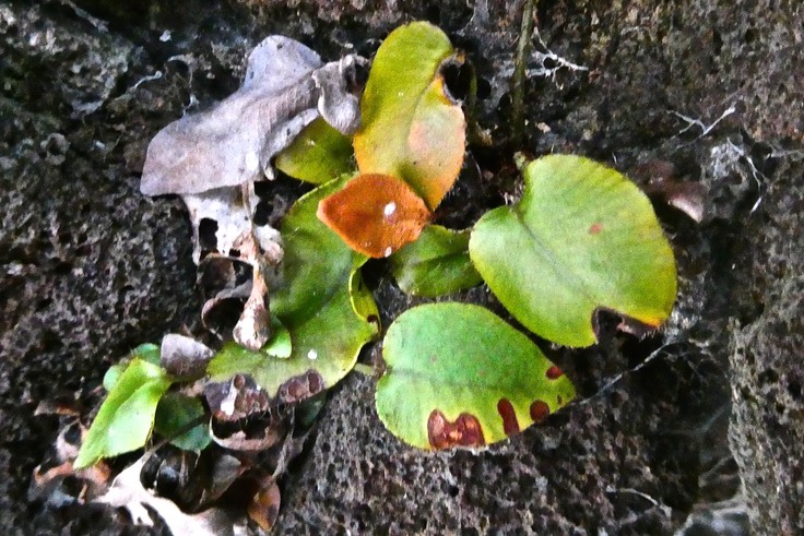 Elaphoglossum hybridum var vulcani. dryopteridaceae. fougère indigène Réunion.P1023613